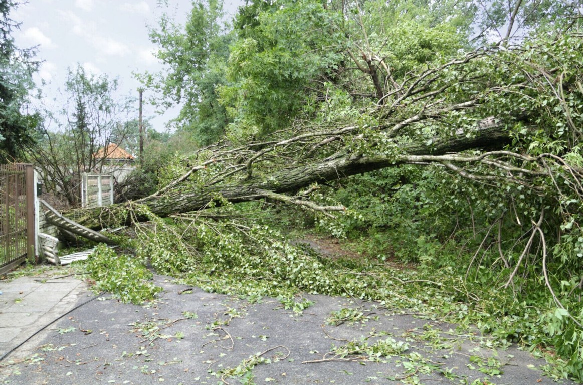 Emergency tree removal service responding to storm damage in Tuscaloosa, AL