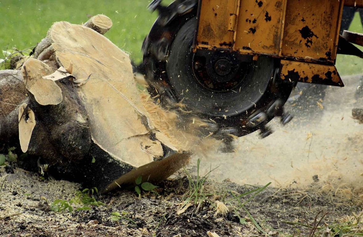 Stump Grinding & Removal in Tuscaloosa, AL