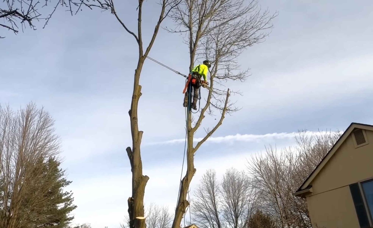 Professional tree climber providing expert tree services in Tuscaloosa, AL